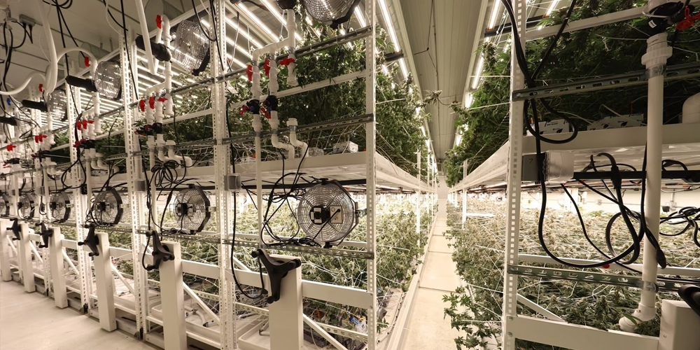 Vertical Grow Racks: Transforming Urban Agriculture