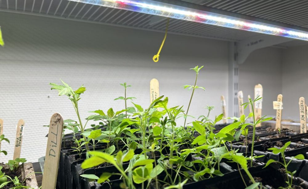 Growing Color In What Color Grow Light for Seedlings Growth?